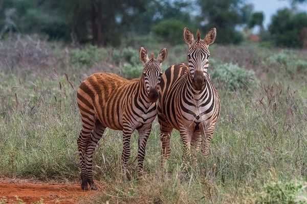 Pitamitz, Sergio 아티스트의 Plains zebra-Equus quagga-and calf-Tsavo-Kenya작품입니다.
